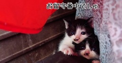 新入りどちらさまの来し方