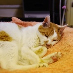 飼い主さん募集中