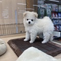 お店の子紹介🐶