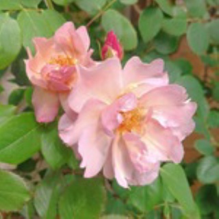 獅子の泉でつかまえて