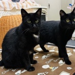 annex ニャンコのずっとのお家探し。