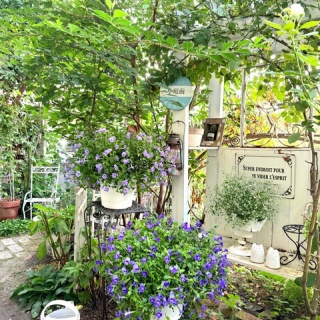 のばらのガーデニングブログ　Hana and Rose Garden+