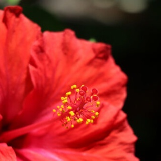 Alex's Garden Party♪