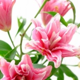 �إ���ʤȤ���̾���Υ��Ƚв�äƤ��ޤä��٤β���