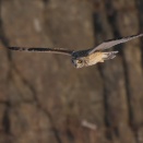 近づいてくるコミミズク Short-eared Owl