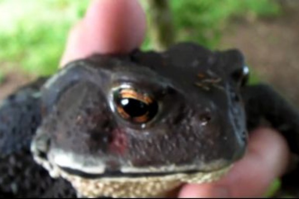 日本のヒキガエルって可愛い 日本の巨大なヒキガエルを見た海外の反応 すらるど 海外の反応