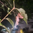夜の散歩で見つけたもの