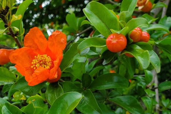 徒然なる阿弥慈の熊谷さんぽ ザクロ