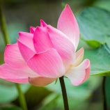 『◆【スケジュール情報】:6月・7月分のご予約を受け付けております。お早めにどうぞ!』の画像