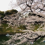 『【都内お花見】千鳥ヶ淵へ行ってきました🌸』の画像