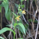 カキラン