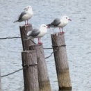 下北沢X物語（5330）―特攻機西下風景：戦争断乎反対―