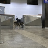 海外空港の野良犬とドタバタ劇。
