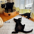 迷わず拾え黒猫男子☆フーガ再募集します