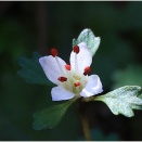 春の花探索はハナネコノメソウから