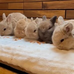 うのくらし