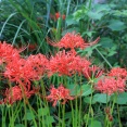 北条早雲も見たかも？興国寺城跡穂見神社の曼珠沙華がもうすぐピーク。秋っぽくていい感じになってきた。（沼津市根古屋）