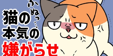 柴犬どんぐり三毛猫たんぽぽ うちうねこ Powered By ライブドアブログ