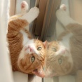 日光浴中の猫。