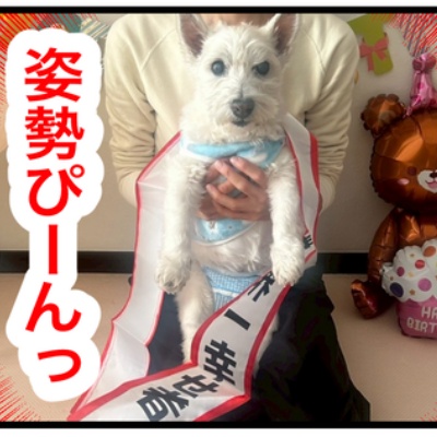 🐶ちーちゃん16歳になりましたけどもっ🍰❤️ : ちーちゃんっ🐾