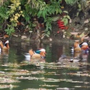 色づいた池で・・・オシドリ