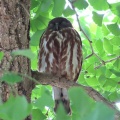 2026天然記念物大銀杏でアオバズクを撮る15🦉📸（足利市鑁阿寺）