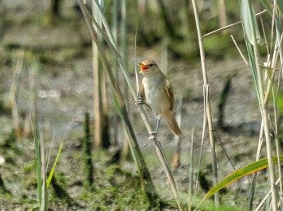 2026年7月14日の野鳥公園