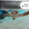 神戸須磨シーワールドへ　中編