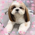 シーズー S/C ハノンちゃん 横須賀店 天野