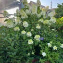ノリウツギライムライト開花　　南坊園一宮市