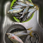 富士見市鶴瀬　腰痛　肩こり　ひざ痛　花谷接骨院の院長日記　Part Ⅱ