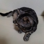 ﾈｺﾁｬﾝのﾆﾝｹﾞﾝ育成日記