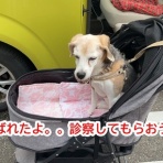 ガオだらけな日々　