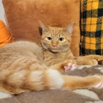 みにみゅう　猫の飼い主さん募集中　