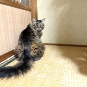 【猫写真】見返りマロちゃん