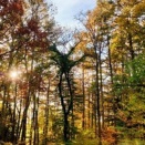 『　セロー２４５ＳＰエンジン修理＆政治関連　』