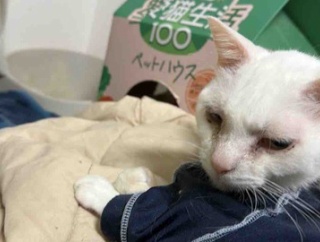 薬を嫌がるネコチャンズ　20251224