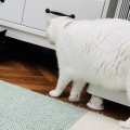 Yさんのお当番日記『annex最弱を争う』。