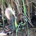 羽ばたく緋水鶏を撮る🪿（多々良沼公園）
