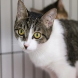 『12月24日（土）～25日（日）は譲渡会です』の画像