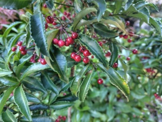 こんな京都観光も面白いのでは⛩️