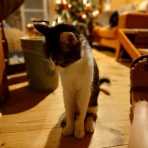 猫の昼寝代行屋