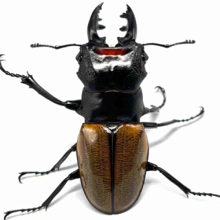 テツのツヤクワ素人飼育