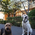 動物介在教育－Animal Assisted Education－