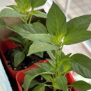 今年の野菜を植え終わる♪