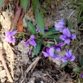 今年見つけたすみれたち