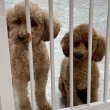 『はじめまして!ボランティアのももです🍑』の画像