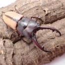 ブルイジンノコギリクワガタ(原名亜種)飼育記2024~