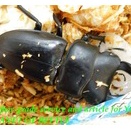 〇活動再開中！D.ホペイ＼(^o^)／