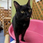 猫カフェ ねこまんまBlog